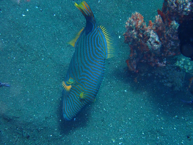Balistapus undulatus Balistapus undulatus