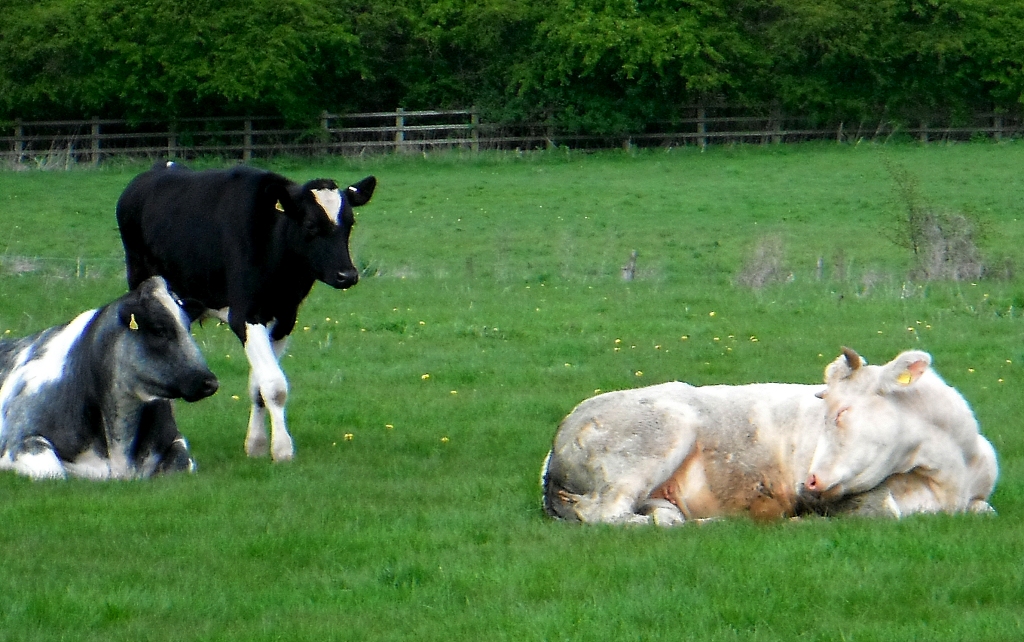 Staffordshire Photo Cow sleeping like a bird