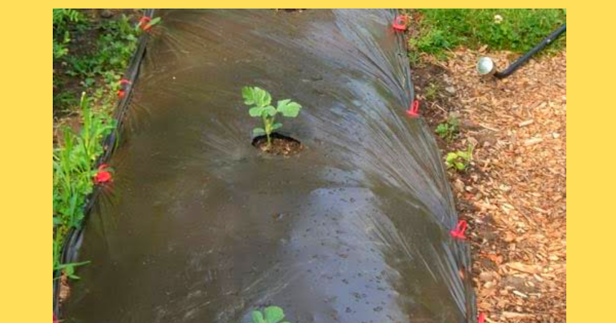 MulchIndia Brown Plastic Mulch Mulch India Call+𝟵𝟭 𝟵𝟬𝟬𝟬𝟰𝟵𝟱𝟬𝟬𝟱 𝒘𝒘𝒘