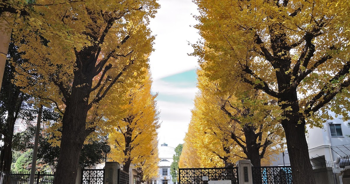 [遊記] 東京不會人擠人的賞楓及銀杏景點