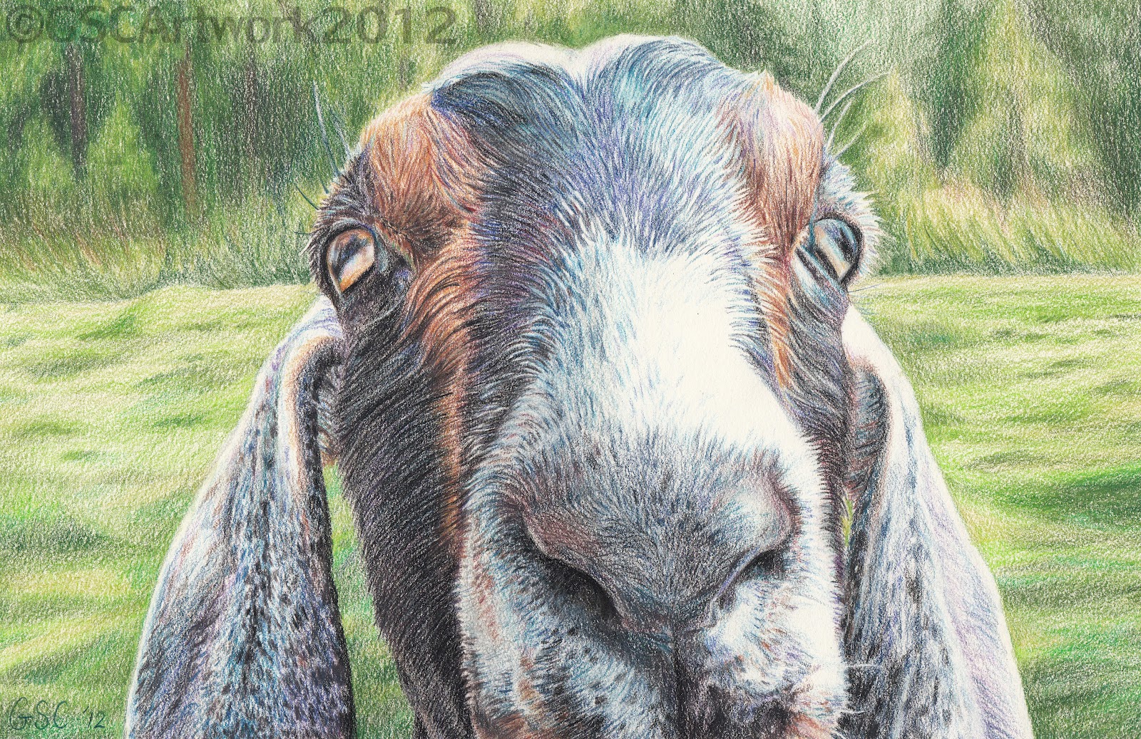 travis nubian goat farm animal portrait colored pencil drawing