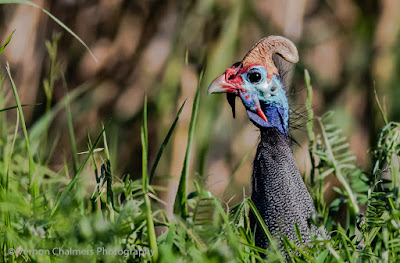 Helmeted guineafowl - Table Bay Nature Reserve