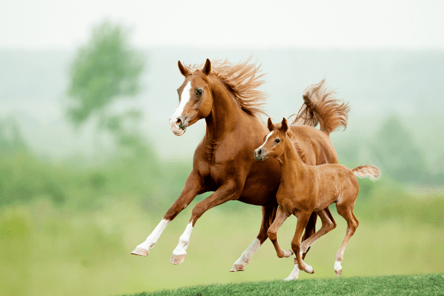 Combien Pese Un Cheval De Trait Combien pèse un cheval ? - Faits et conseils sur les animaux de compagnie