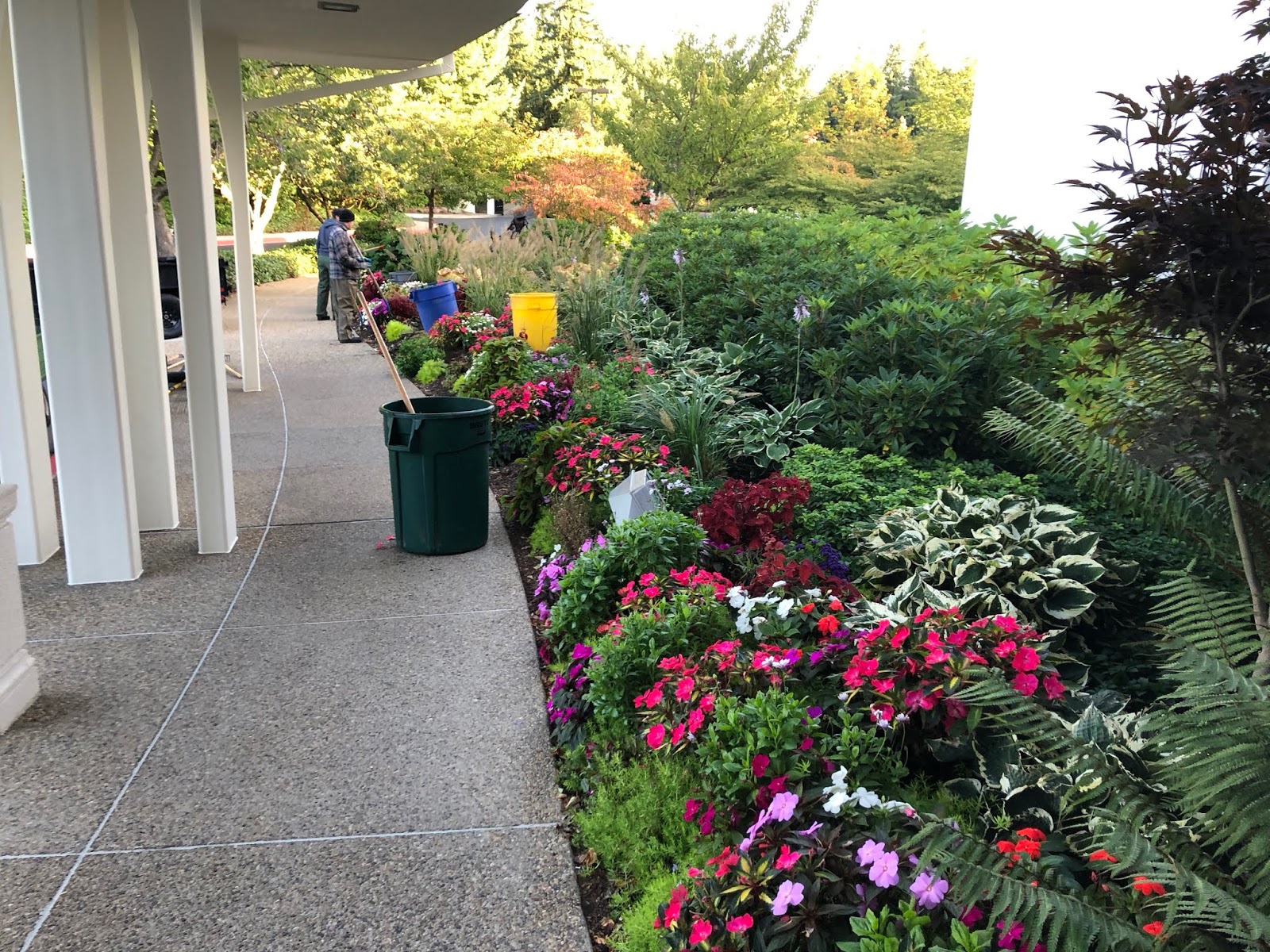 Seattle Garden Ideas Pieris Japonica