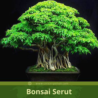 Ciri-Ciri Tanaman Bonsai Serut