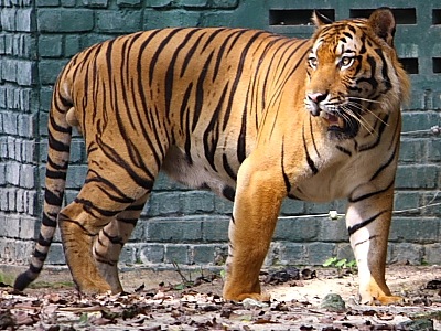 Malayan Tiger | The Life of Animals
