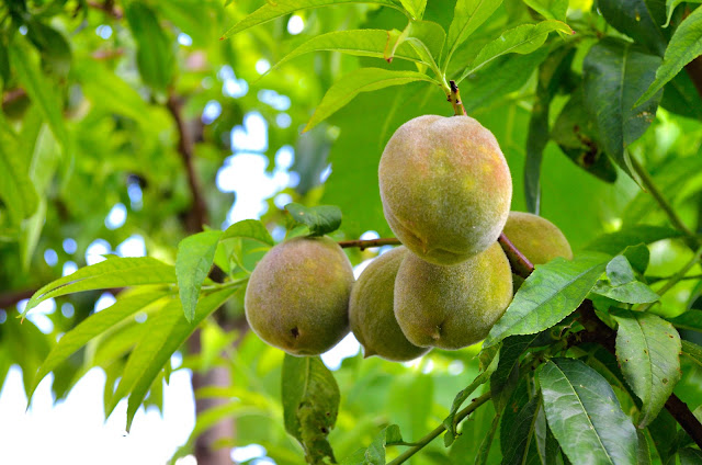 Organic Peach - Prunus persica