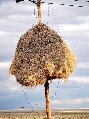 El nido más grande del Mundo (Tejedor republicano o Philetairus socius). 