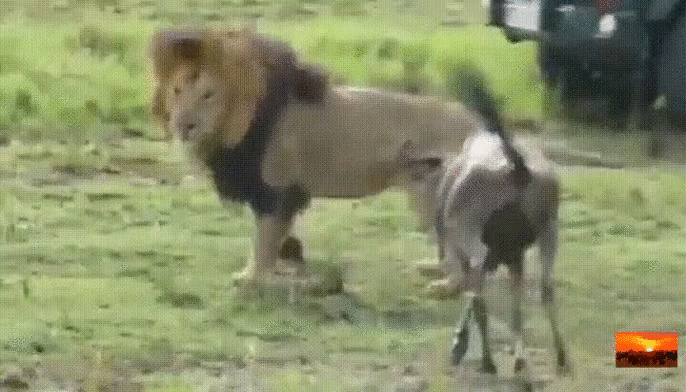 사자한테 깝치면 안되는 이유.gif1