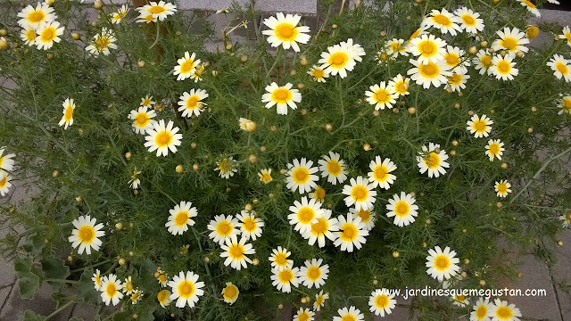 Chrysanthemum coronarium