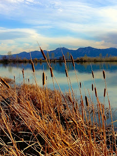 Cattails, photo by J.J.