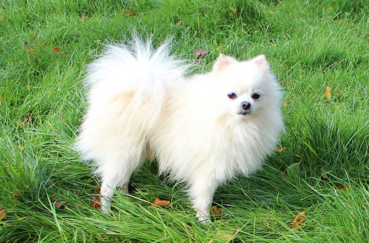 10 Jenis Anjing Yang Paling Cantik Di Dunia Segala Fakta