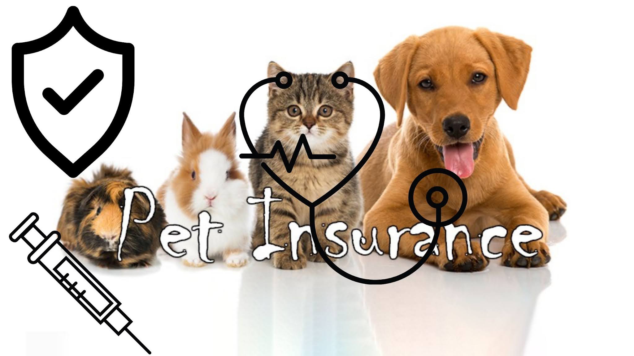 Low Cost Premium Pet Insurance Policy And High Secure Coverage For Your