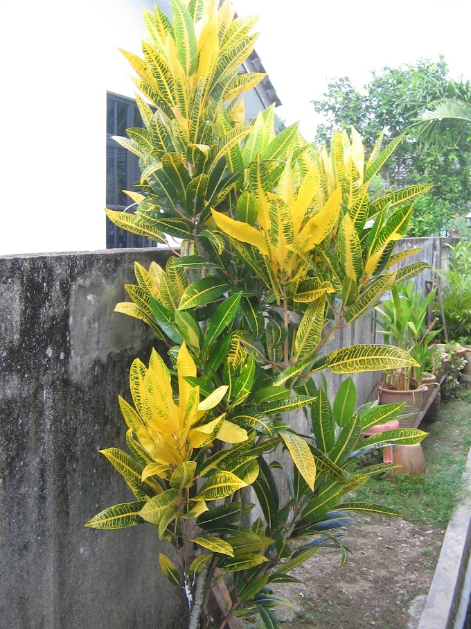 10 Khasiat Daun Dan Akar Pokok Puding Yang Ramai Tidak Tahu