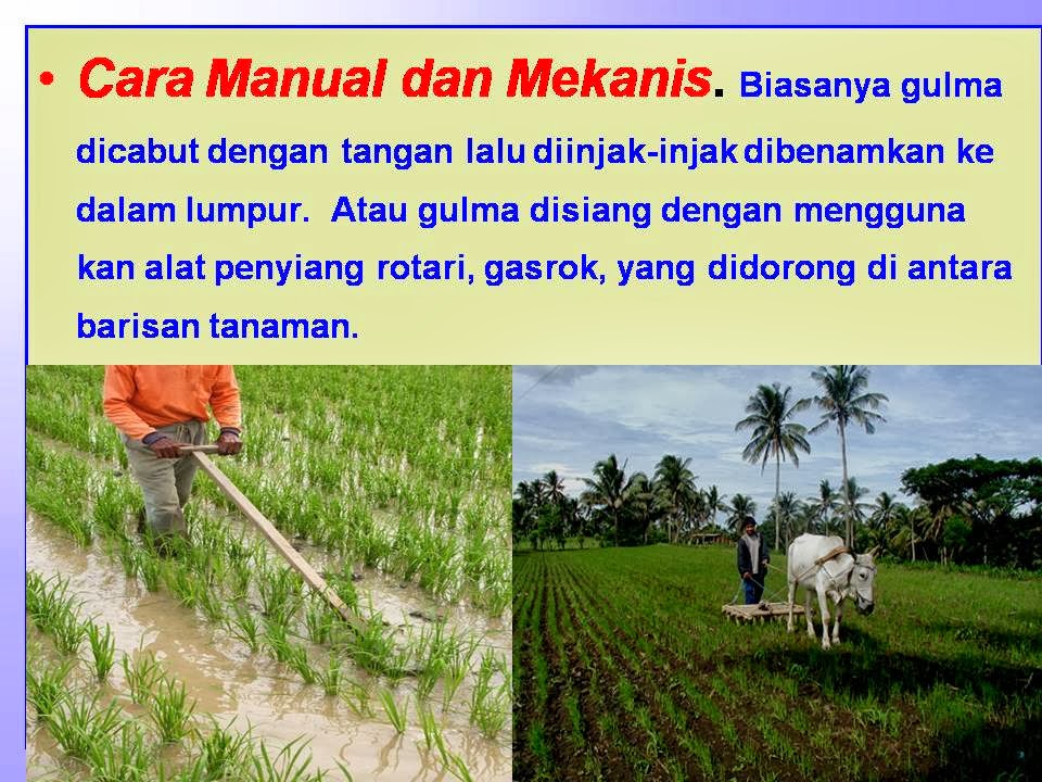 Cara Hebat Kendalikan Gulma di Sawah Padi: Jaminan Panen Melimpah!