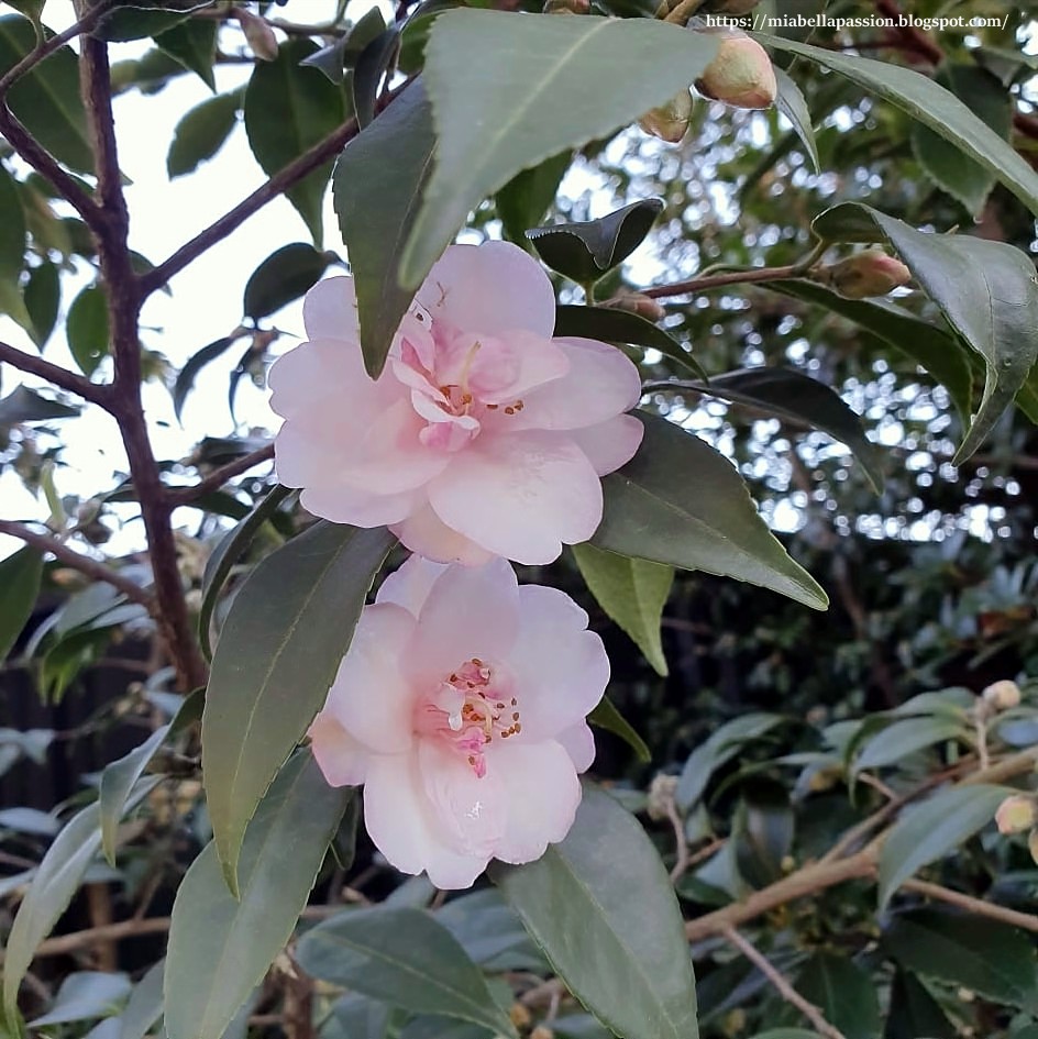 The Beautiful Camellia Sasanqua