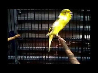 Burung Kenari - Mastering Untuk Burung Kenari - Pemilihan Lagu, Tips Dan Trik Untuk Membuat Kenari Lebih Cocok Dengan Penyampaina Kicaunya
