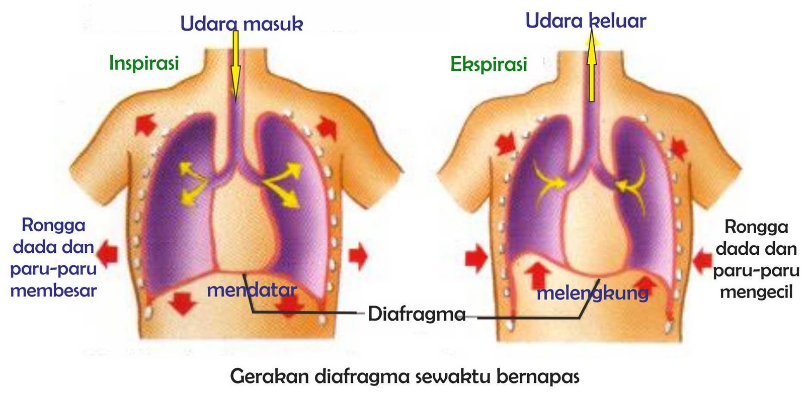 Sistem Pernapasan Respiratory System Pernapasan Perut