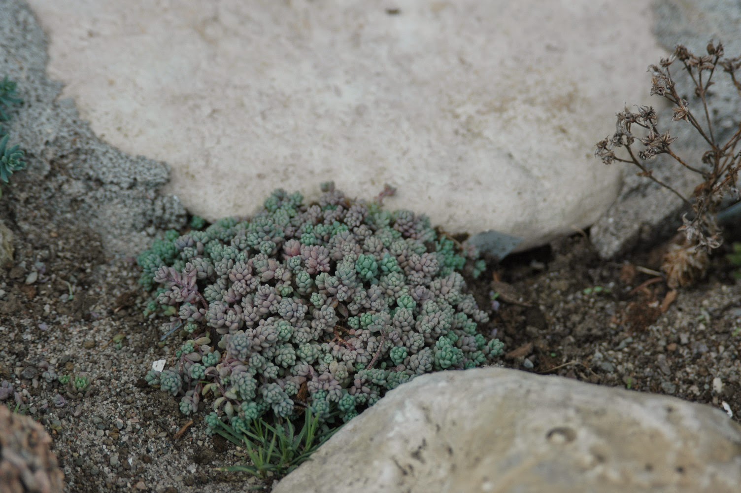 Sedum dasyphyllum