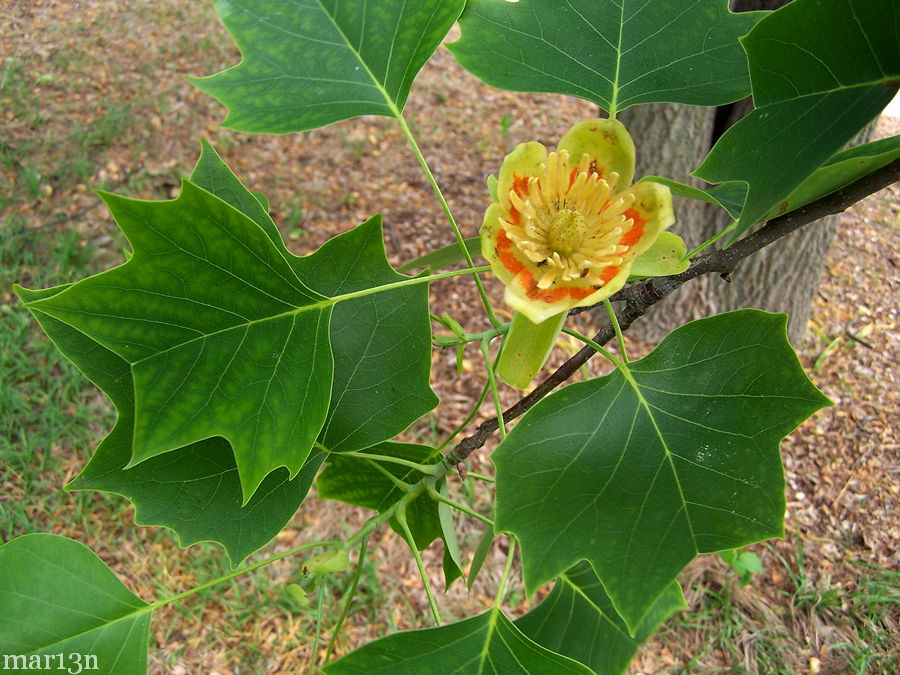 Food Under Foot Finding Morels By Following A Trail of Tulip Poplar Petals
