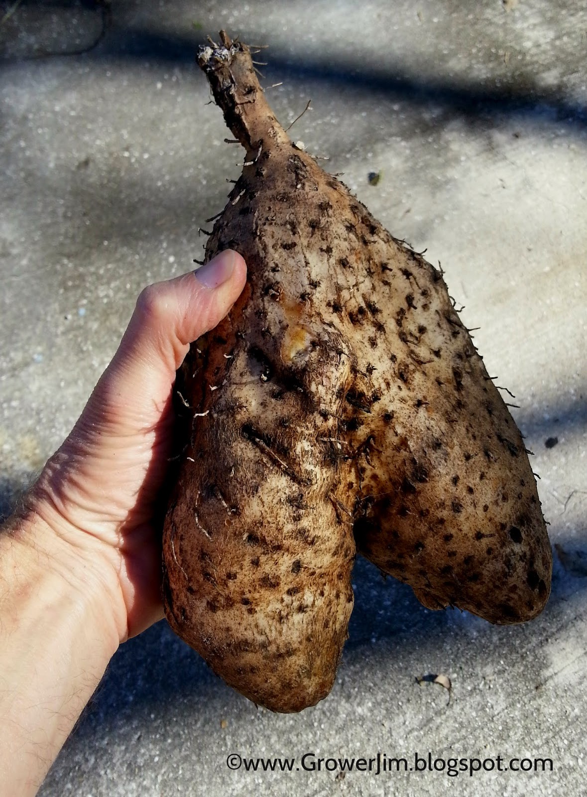 Garden Adventures Winged yam, Ñame (Dioscorea alata)