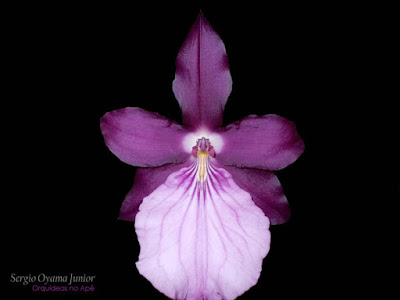 Orquídea Miltonia moreliana