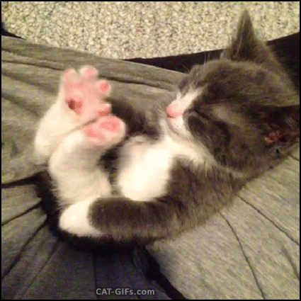 Funny Kitten Stretching After Good Nap Cat Gifs Kitten Gifs