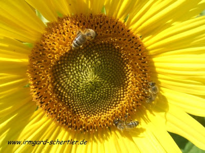 kreativfreak: Mach es wie die Sonnenblume!