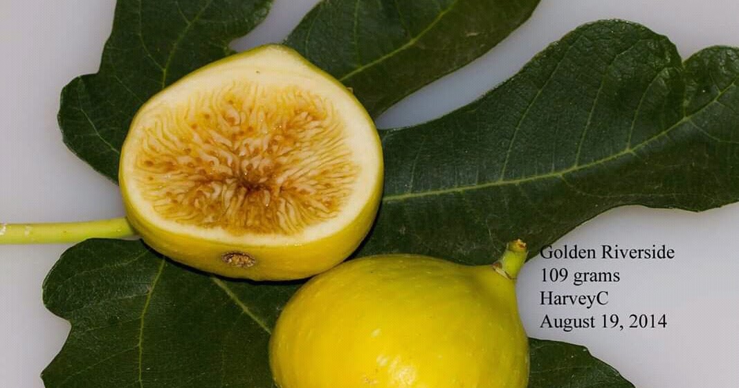 Golden Riverside Fig Var Tin