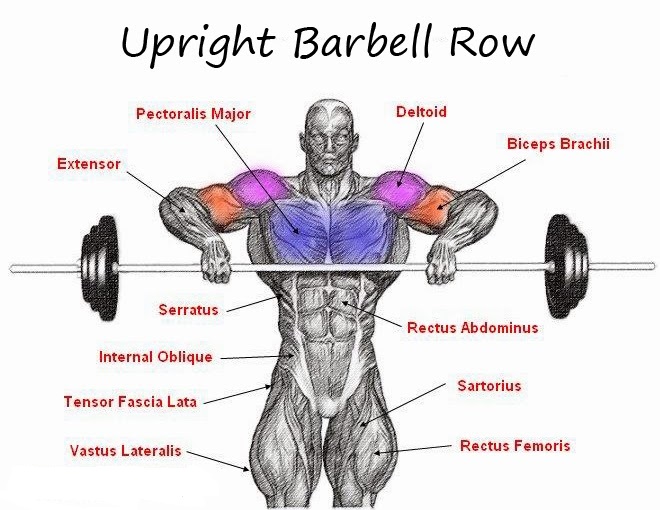 barbell-exercises-that-suit-beginners-multiple-fitness