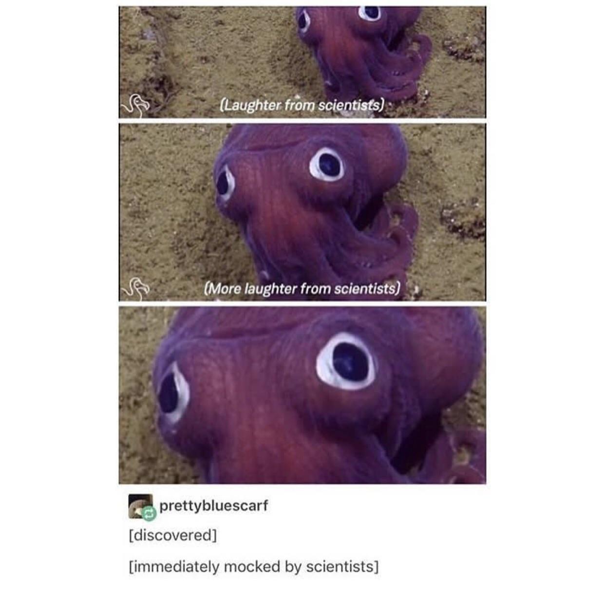 VIDEO Stubby Squid
