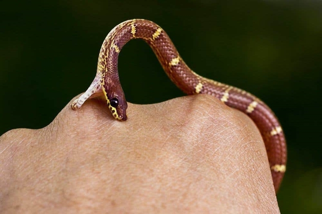 Berikut ini tips pertolongan pertama jika tergigit ular atau tertusuk benda berkarat