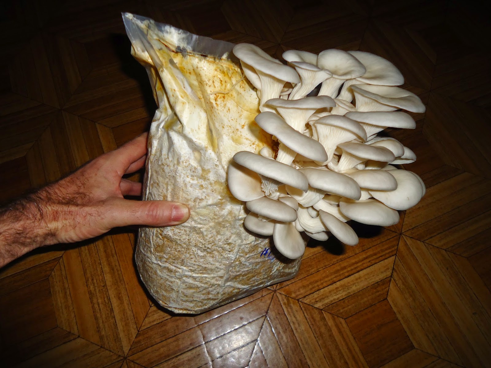 Shiitake.Hiratake Sementes de shiitake e shimeji/hiratake