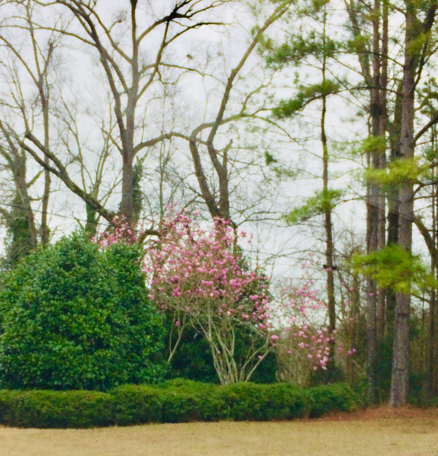 Heather Pointe Heather Pointe June 2020 Financials and other news