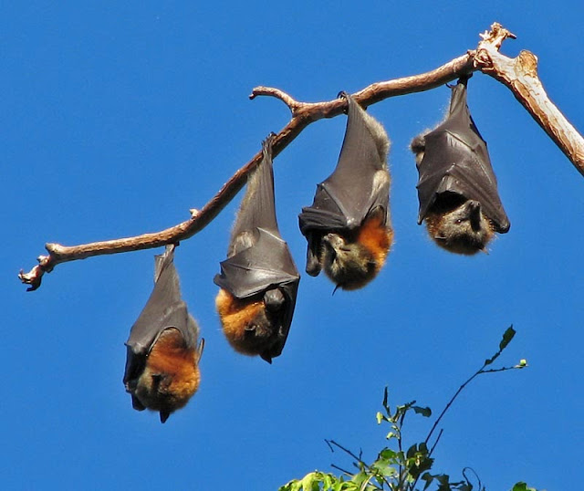 grande-mamífero-voador-raposa-voadora