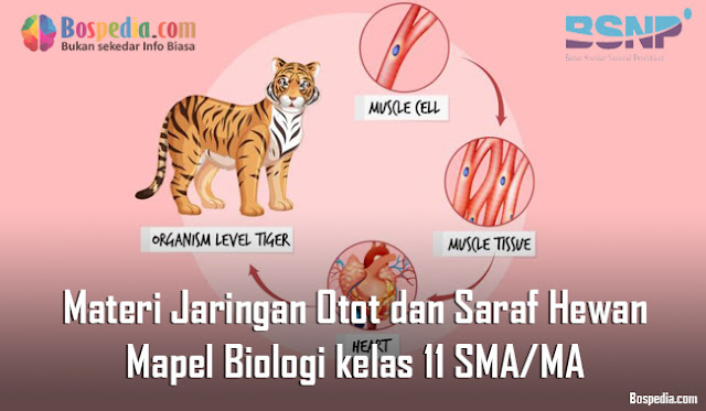 Materi Jaringan Otot dan Saraf Hewan Mapel Biologi kelas 11 SMA/MA