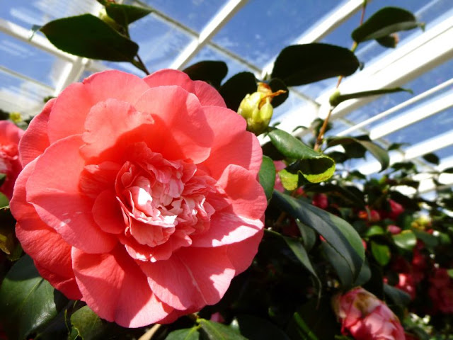 http://bugsandfishes.blogspot.co.uk/2015/04/beautiful-camellias-at-chiswick-house.html