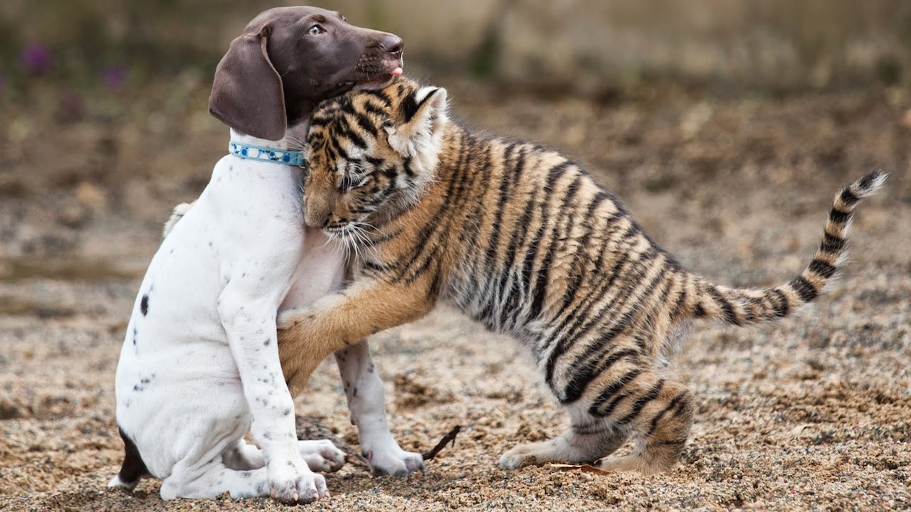 Kisah Harimau, Petapa, Dan Anjing Hutan Yang Cerdik