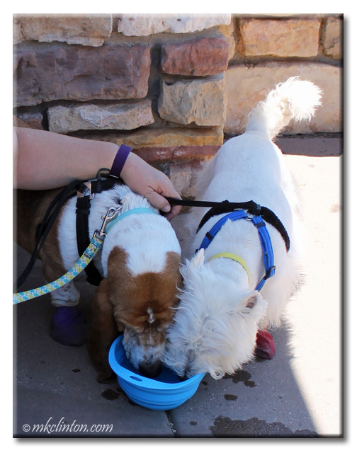 Basset Hound and Westie drinking from blue BeCo Travel Bowl