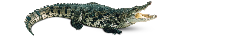 Alligator and Crocodile Leather Goods
