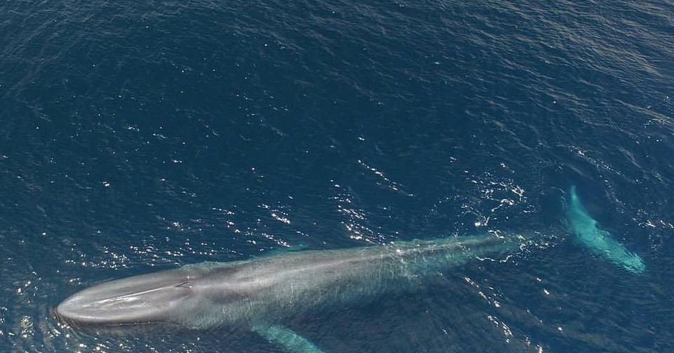 Масса синего кита достигает. Синий кит ≈ 150 тонн. Синий кит (голубой кит). Синий кит блювал. Гигантский кит.