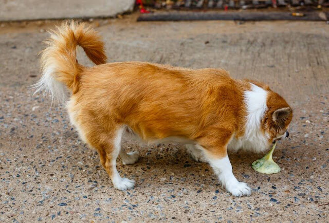Why Do Dogs Eat Their Vomit?