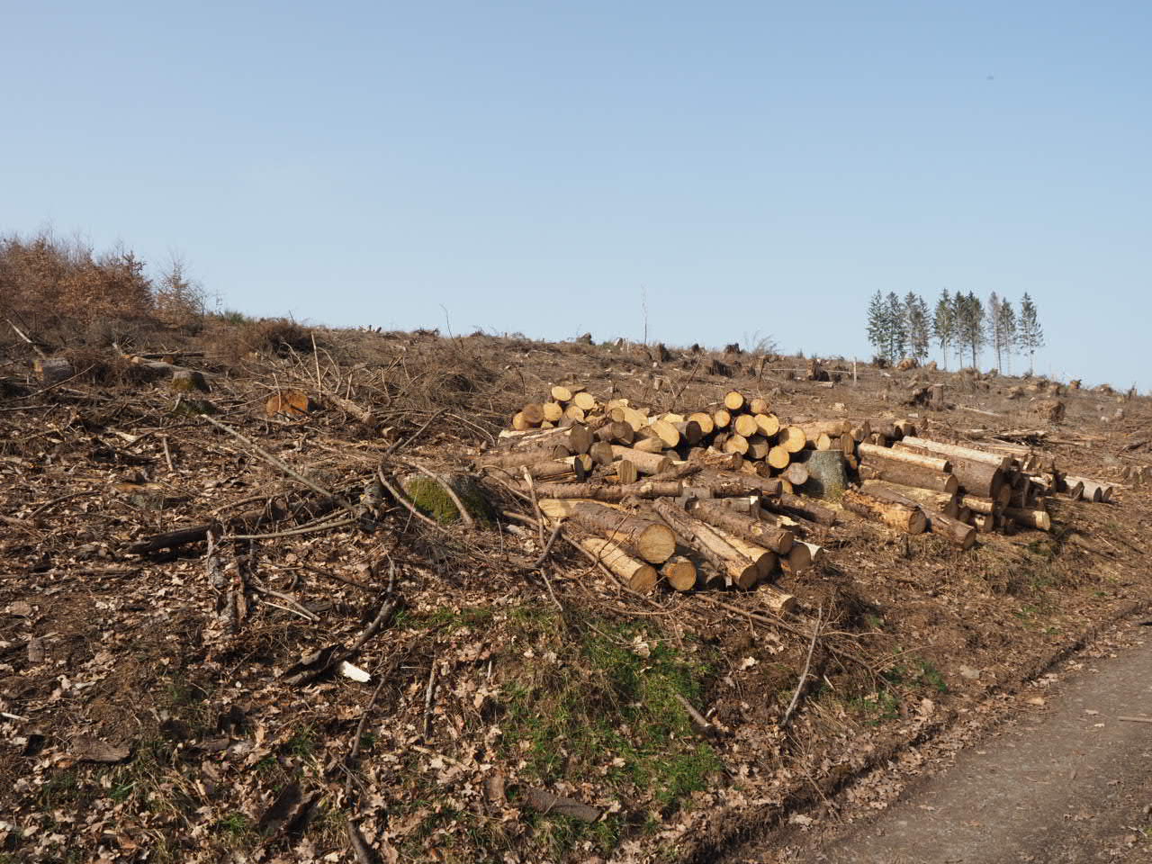 Waldbegeisterung - 6000 Kilometer zu Fuß durch Deutschlands Wälder: 03.