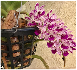 Rhynchostylis retusa or Foxtail Orchid