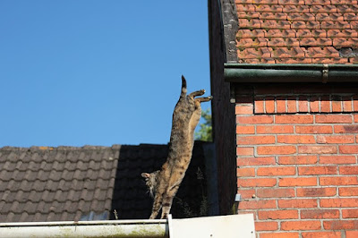 alt="gato saltando por los tejados"