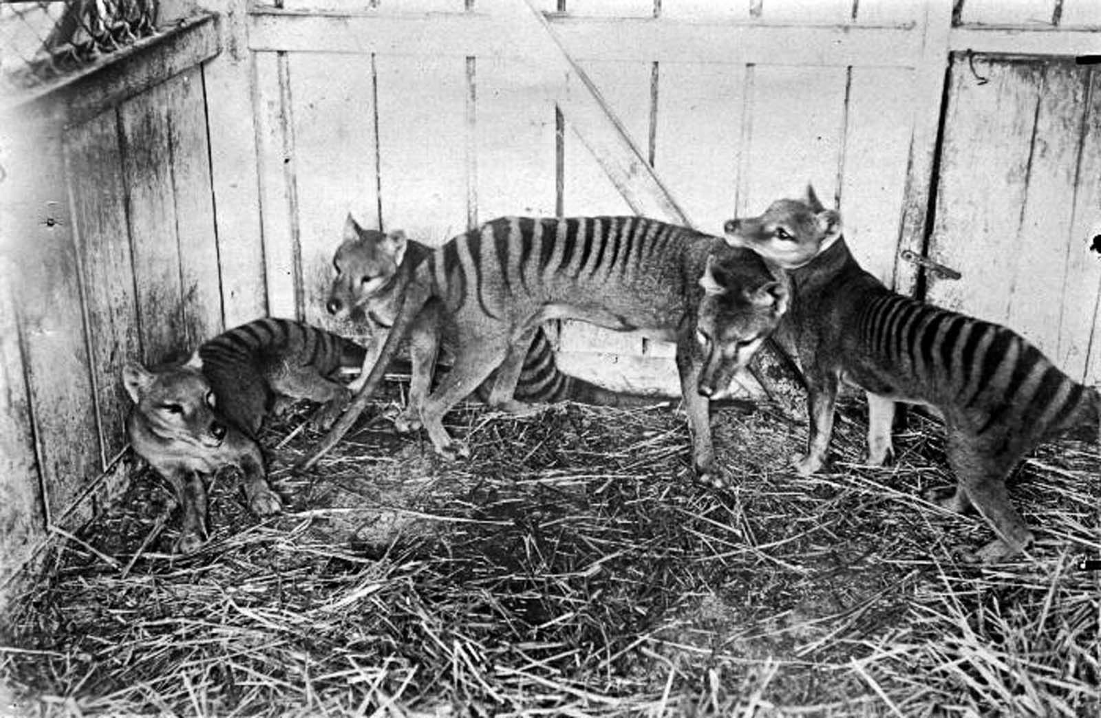 A family of thylacines at the Hobart Zoo. 1910.