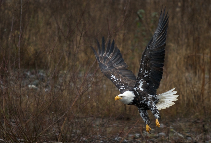 White Wolf : A Rare Albino-like Bald Eagle Makes Its Appearance in