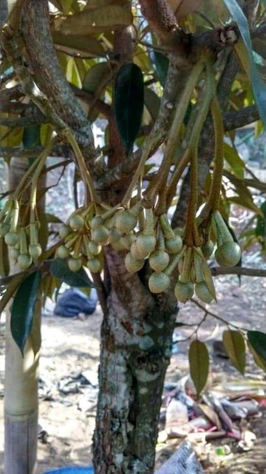 Bibit durian Musangking kaki 3 okulasi cepat berbuah Sulawesi Selatan