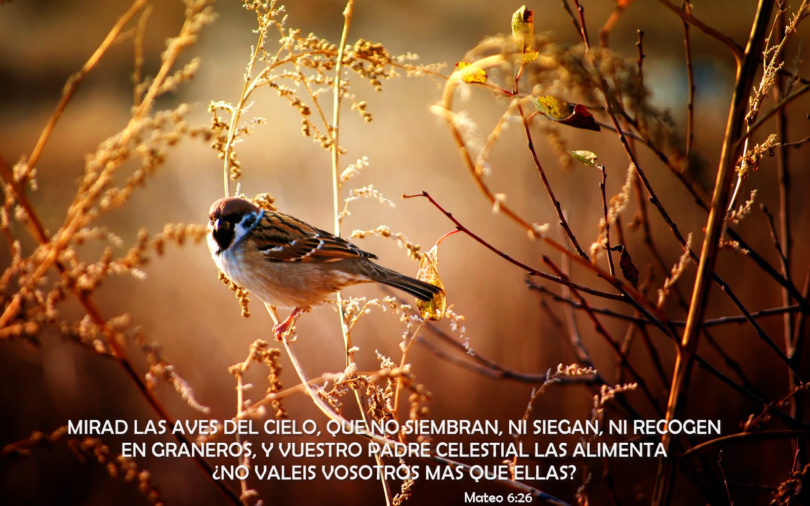 CRISTIANOS WALLPAPERS HD