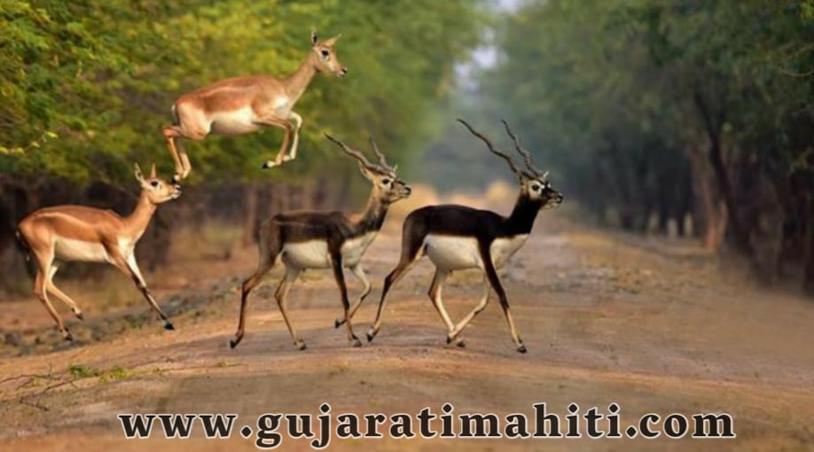 blackbuck-national-park-velavadar-bhavnagar-gujarat